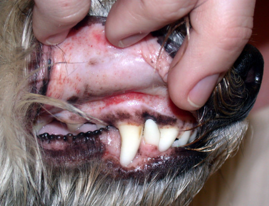 194947-c8276-135506235-m549x500-u2ee75.j